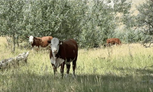 Missouri Headwaters cow